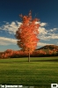 IMG_6322_copy~0.jpg