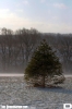 tree_copy.jpg