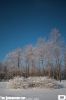 trees_copy.jpg