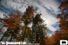 trees_copy~0.jpg