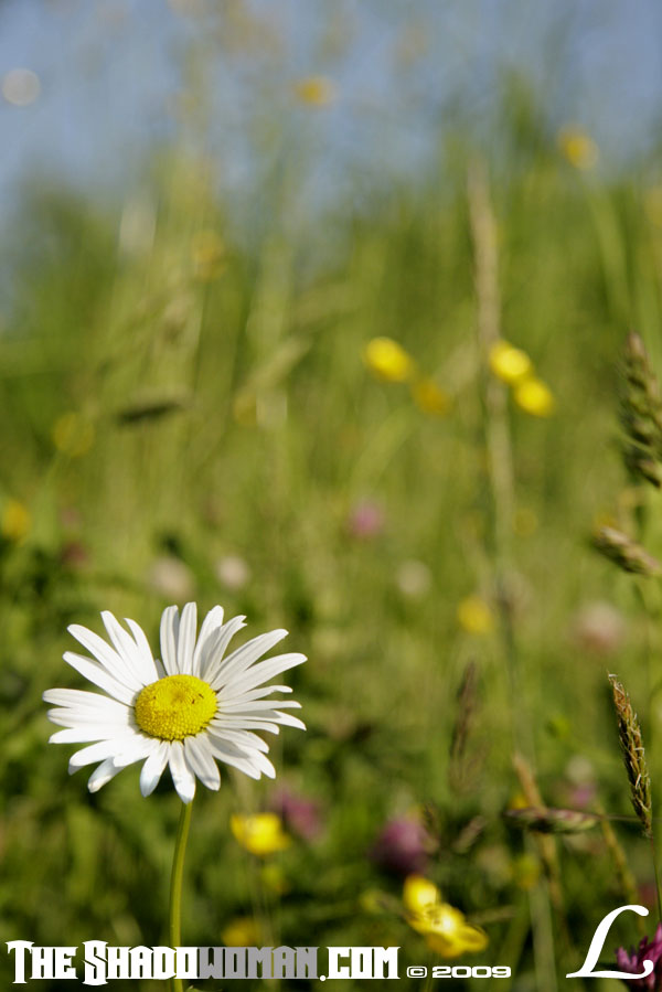 Keywords: daisy, summer, bloom, wildflower