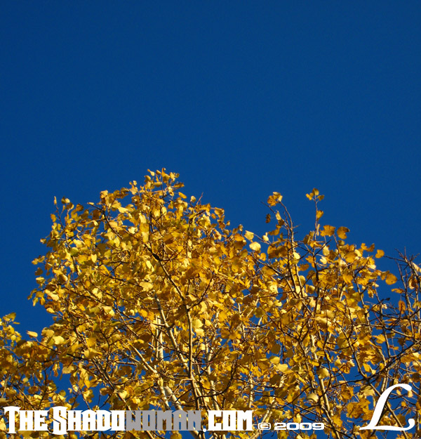 gold
Keywords: leaves, fall, autumn, utica, central new york