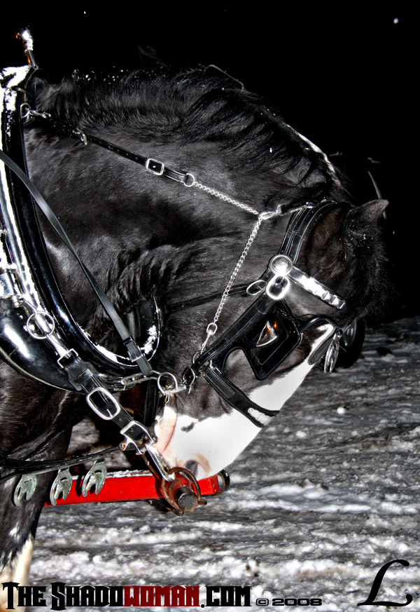 Sleigh horse1

