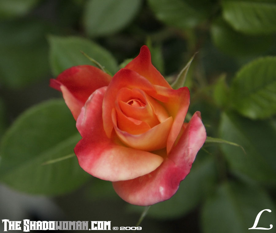 Keywords: rose, flower, bloom, summer