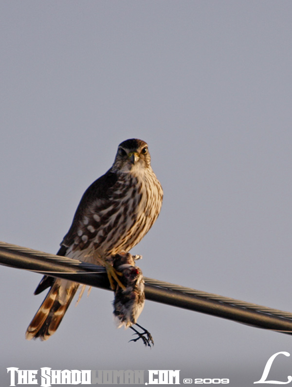 merlinfalcon
