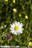 daisy1.jpg