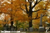 forest_hill_cemetary_024.jpg