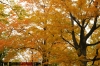 forest_hill_cemetary_025.jpg