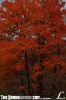 redtree3.jpg