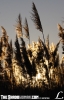 weeds1.jpg