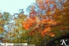 leafsplash.jpg