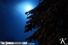 pine~0.jpg