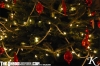 tree.jpg